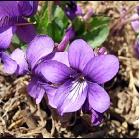 Meet your Posher, Violet150 - Picture 1 of 5